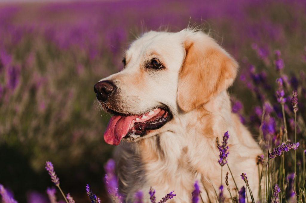 beautiful Golden Retriever dog in purple lavender field at sunset. Pets in nature and lifestyle